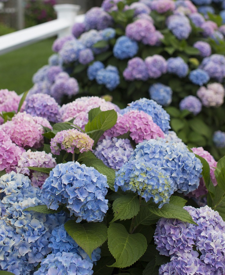 Hydrangea