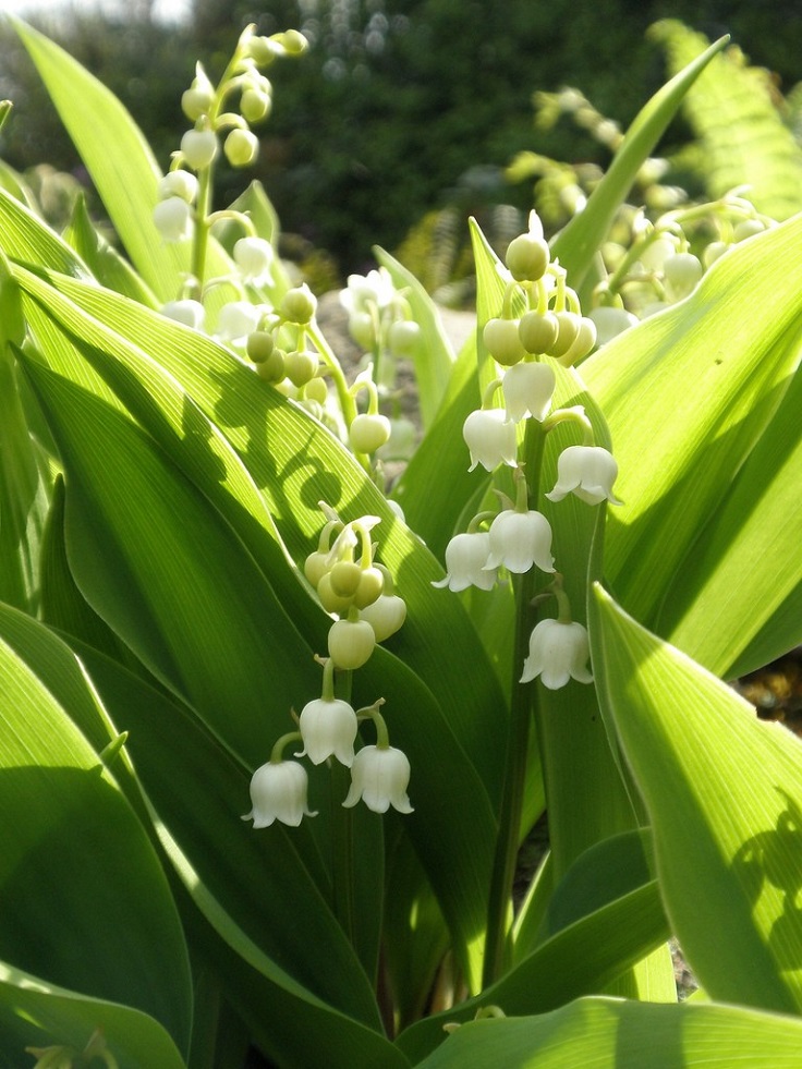 Lily-of-The-Valley