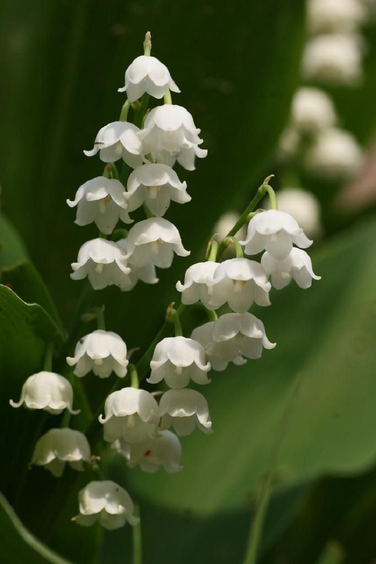 Lily-of-the-Valley