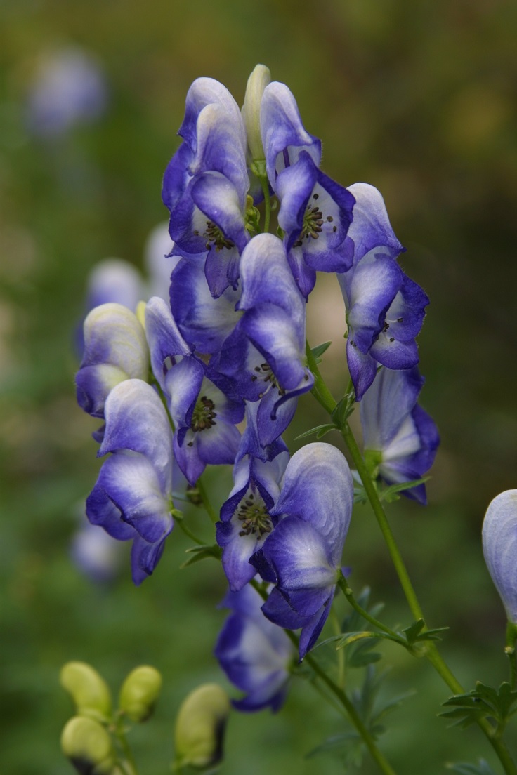 Monkshood