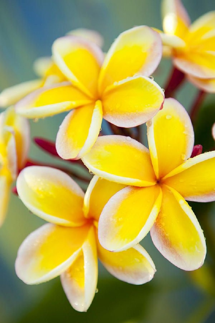 Plumeria-Or-Hawaiian-Frangipani-Flowers