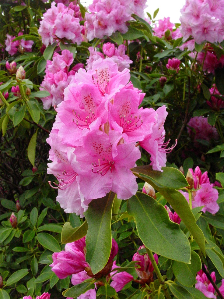 Rhododendron-and-Azalea