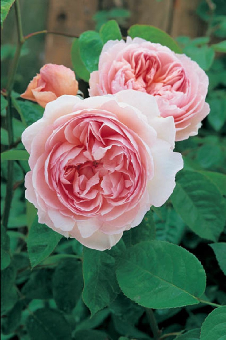 Top 10 of The Most Fragrant Flowers in The World - Page 8 of 10 - Top