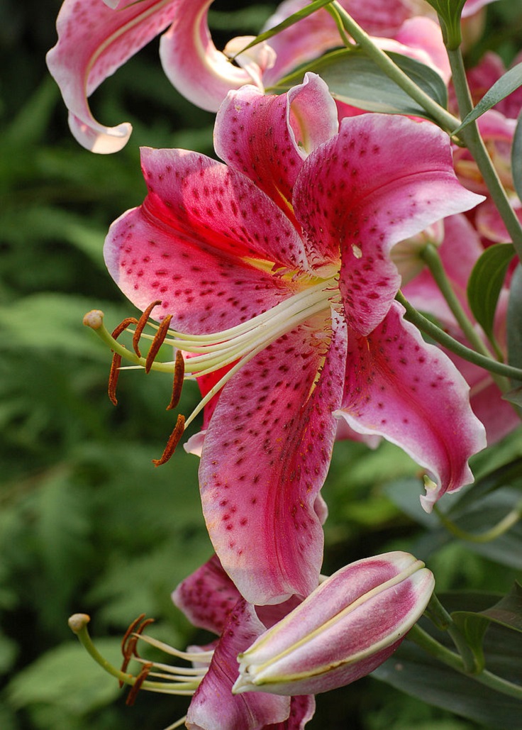 Stargazer-Lily