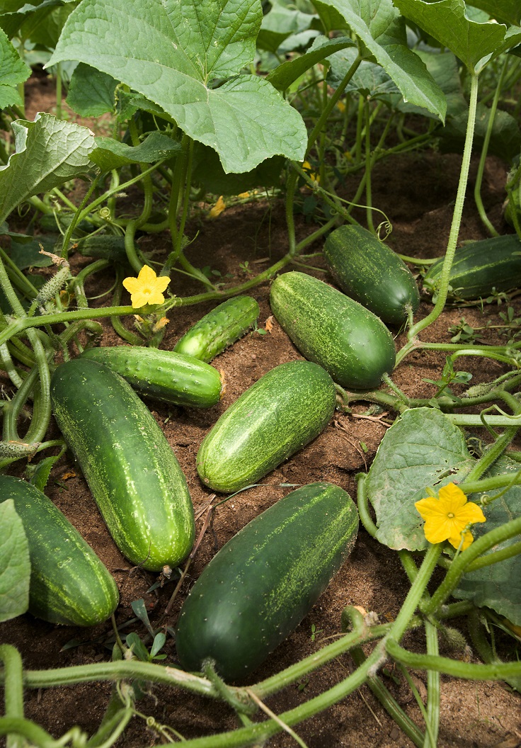 Growing cucumbers is easy. In fact, cucumbers are the second most popular vegetable grown in the home garden, ranked right after tomatoes. Learn everything you need to know to successfully grow them.