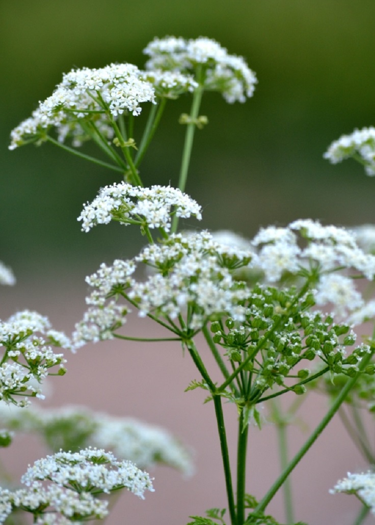 Water-Hemlock