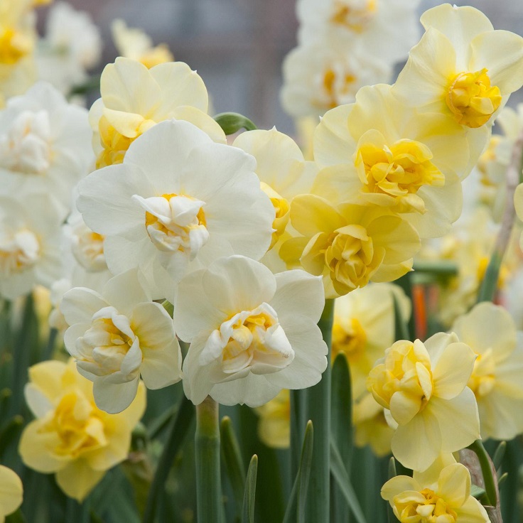 Double-Daffodils