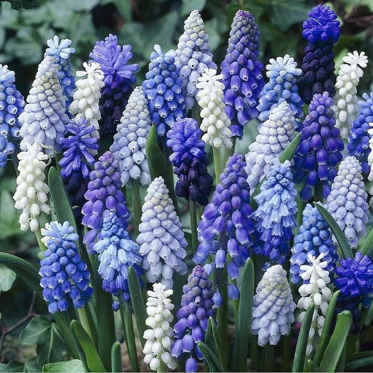 Grape-Hyacinth