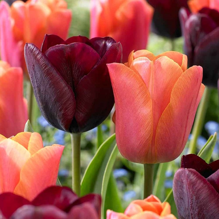 Tulips