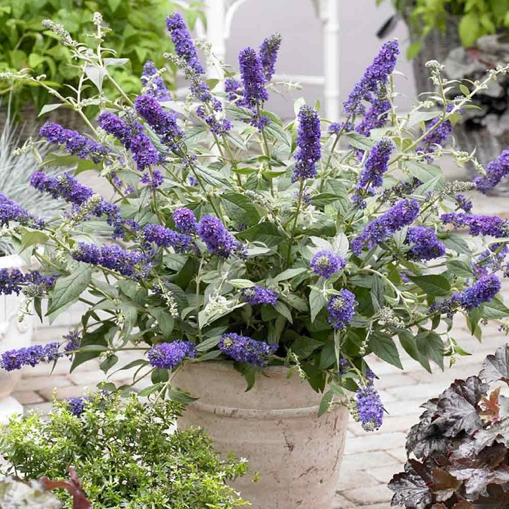 Buddleia-Blue-Chip