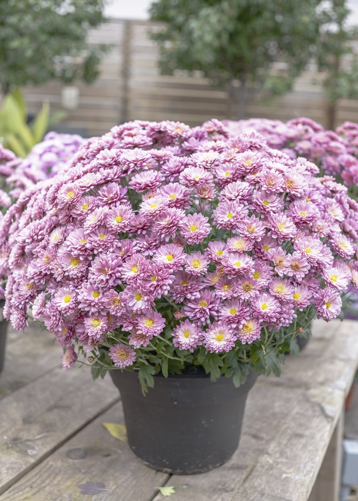 Chrysanthemum