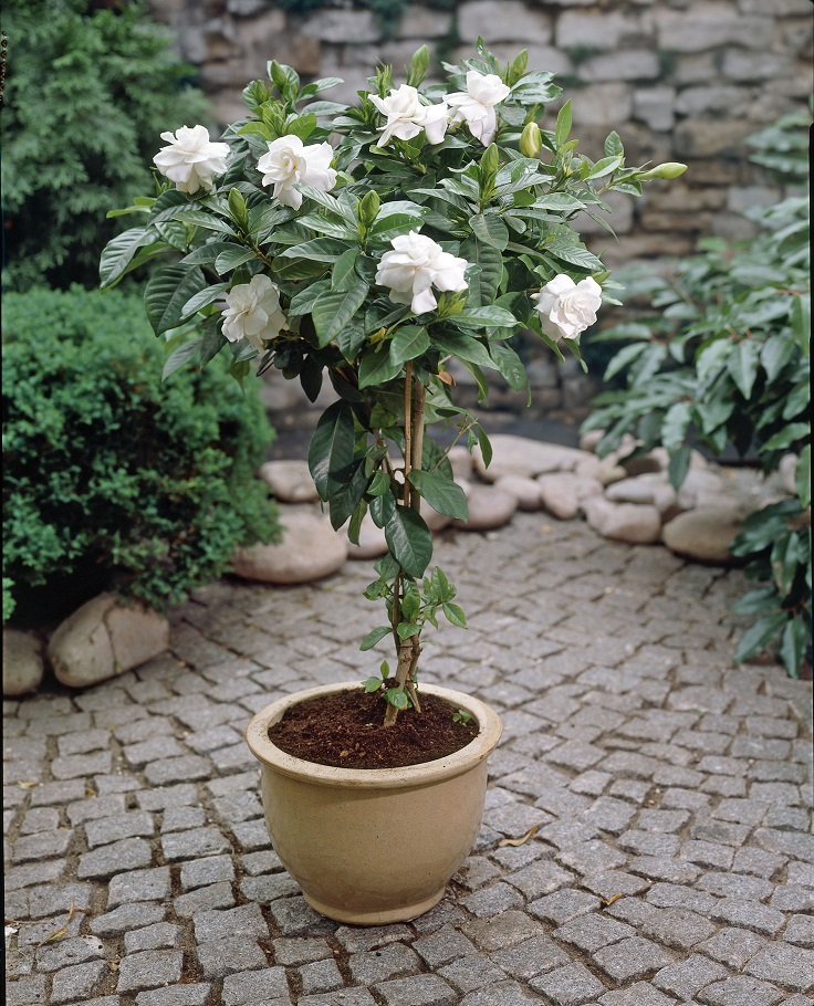 Gardenia-Jasminoides