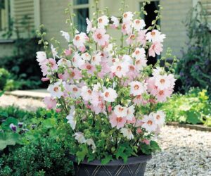 Top 10 Wonderful Plants for Small Containers