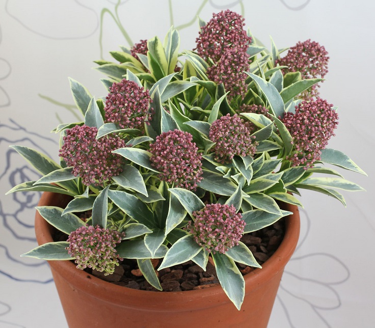 Skimmia-Japonica-Magic-Marlot