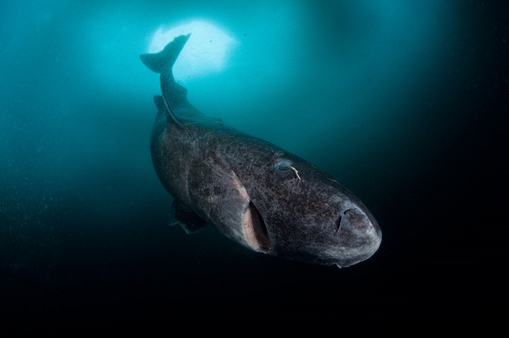 01greenland-sharks