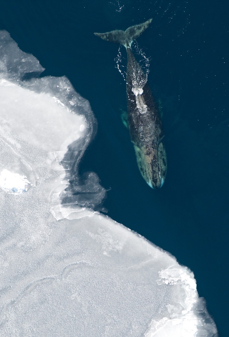 Bowhead-Whale_Vicki-Beaver-NOAA