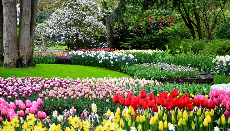 Keukenhof-Tulip-Gardens