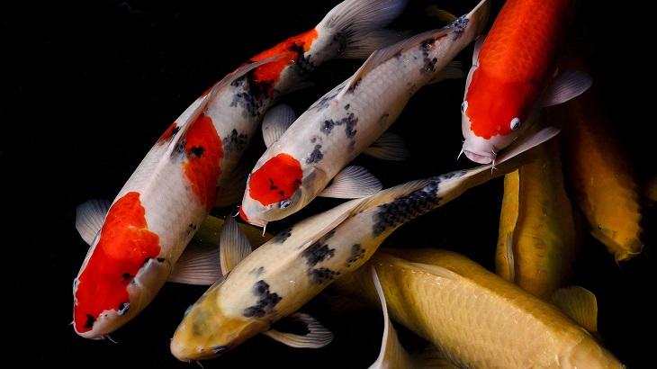 Koi