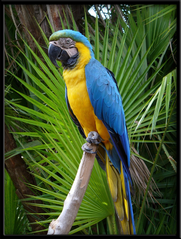 macaw