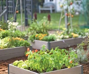 Top 10 Tips For Lasagna Gardening