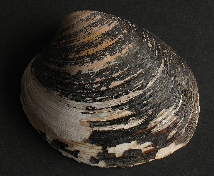 shell