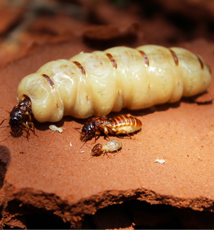 termite