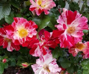 Top 10 Types of Roses You Would Love to Have in Your Garden