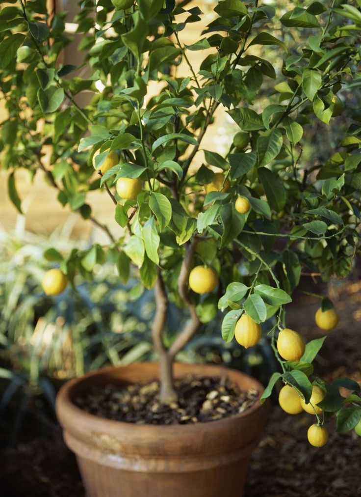 Top 10 Fruits You Can Grow in Containers Top Inspired