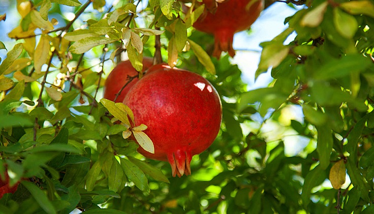 Pomegranate