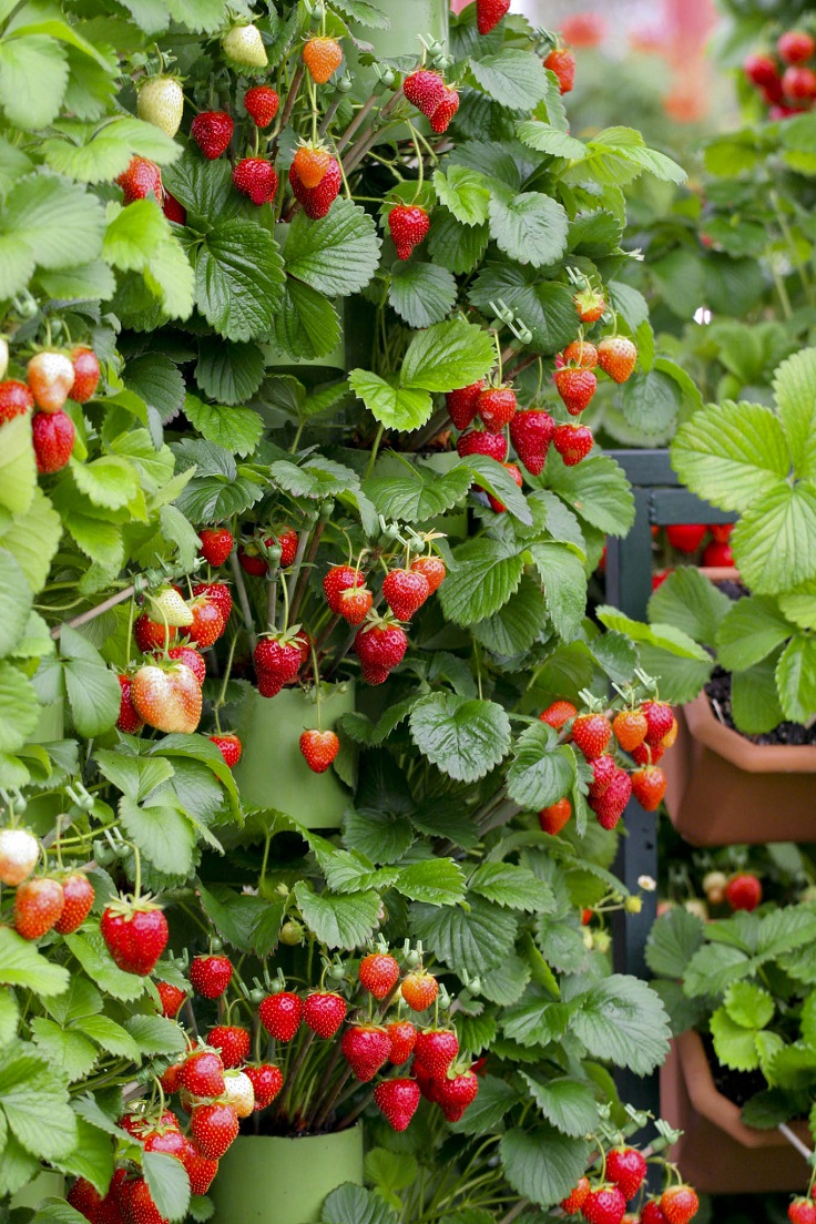 Strawberries