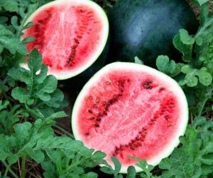 Top 10 Fruits You Can Grow in Containers