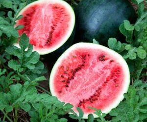 Top 10 Fruits You Can Grow in Containers