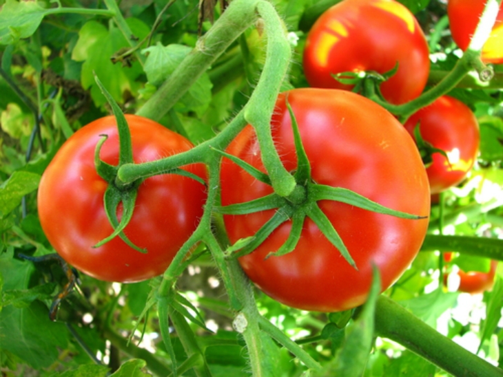 tomatoes