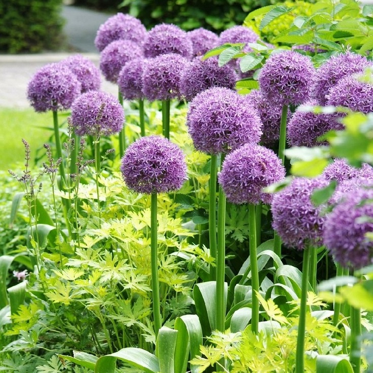 Allium