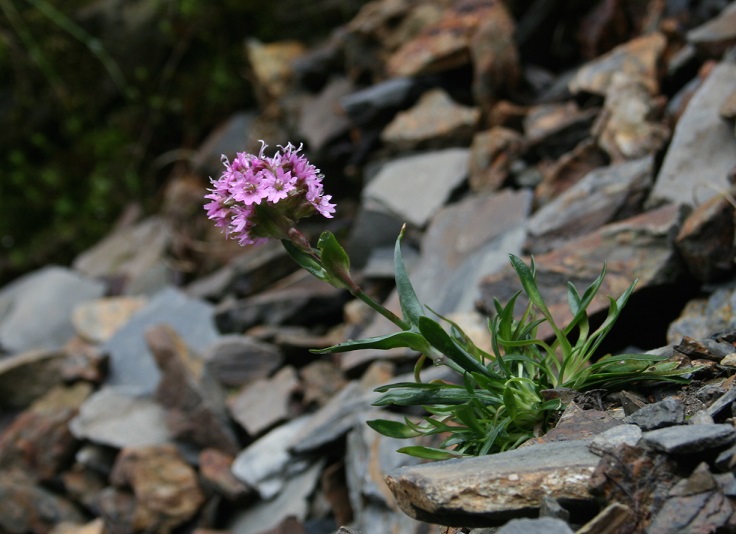 Alpine-Catchfly