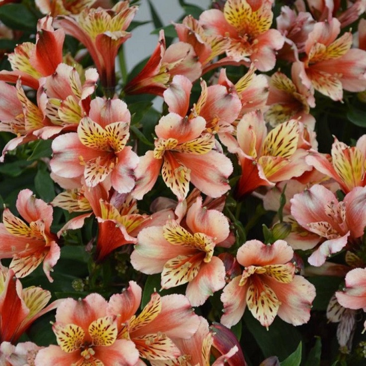 Alstroemeria-Inca-Husky