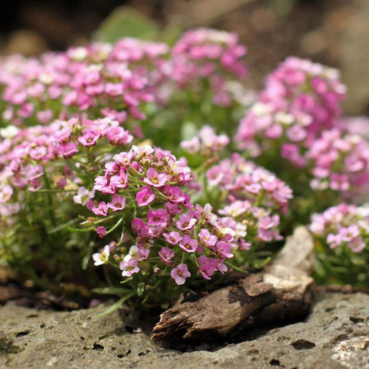 Alyssum