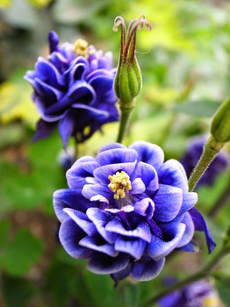 Aquilegia-Winky-Double-Dark-Blue-White