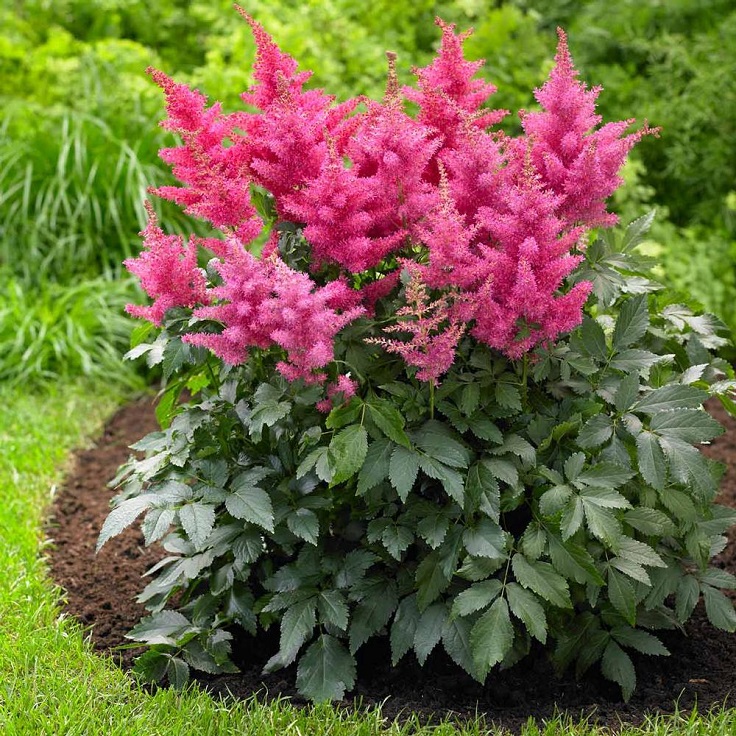 Astilbe