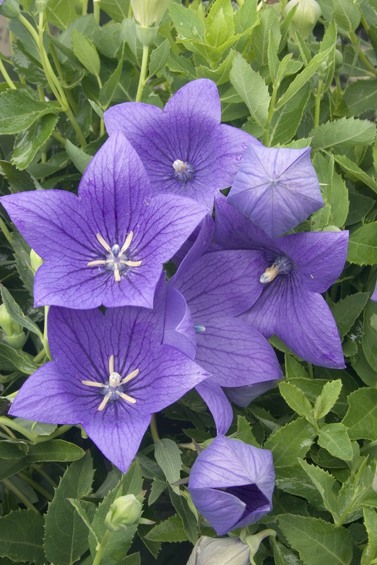 Balloon-Flower