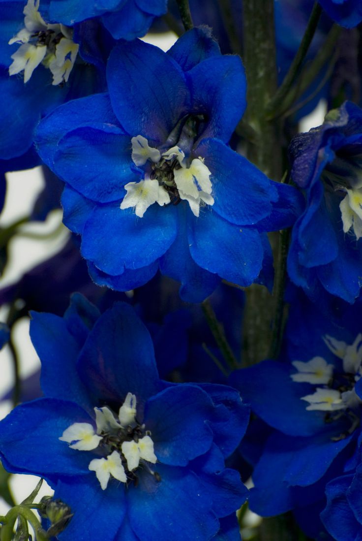 Blue-Delphiniums