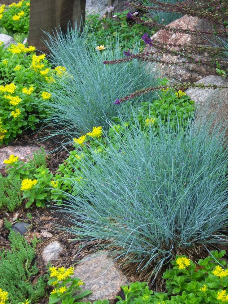 Blue-Fescue