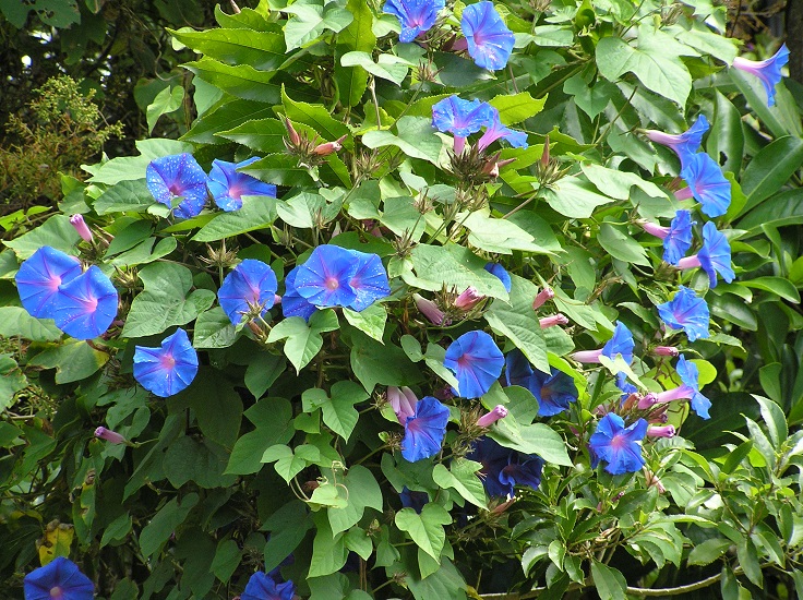 Blue-Morning-Glory