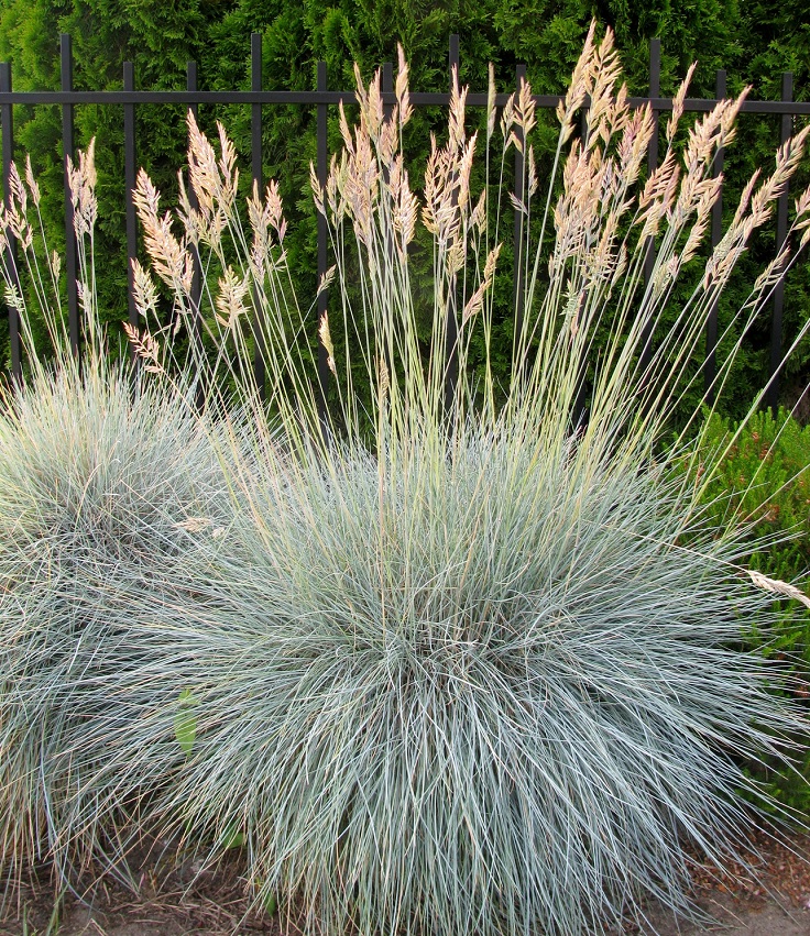 Blue-Oatgrass