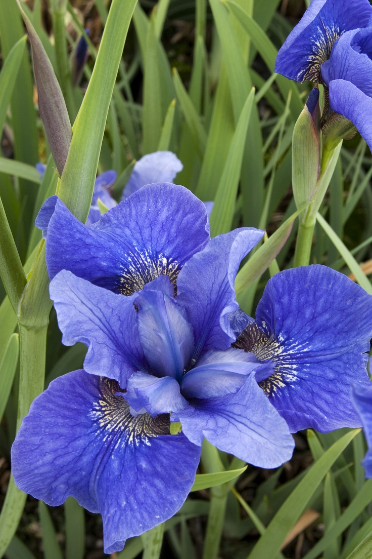 Blue-Siberian-Iris