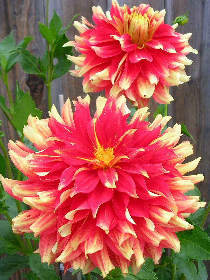 Bodacious-Dahlia