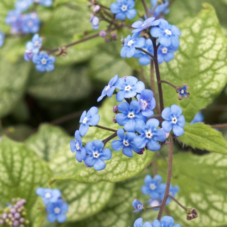 Brunnera