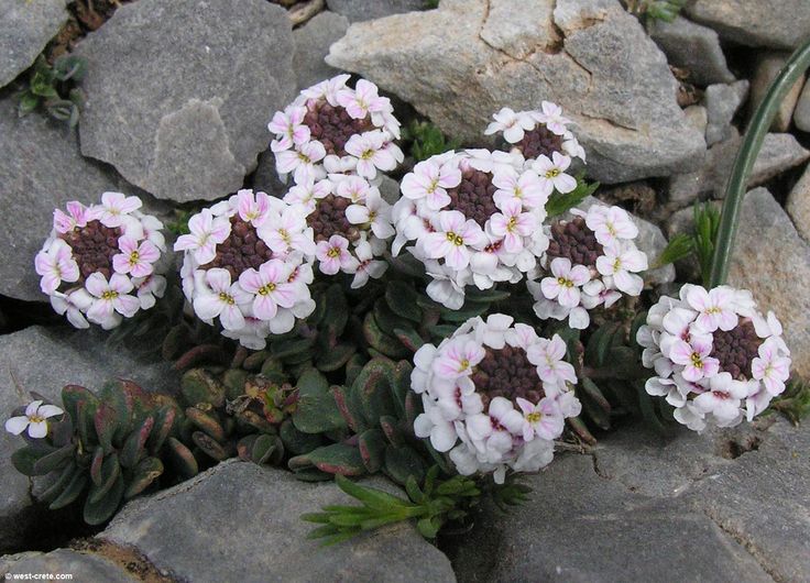 Candytuft