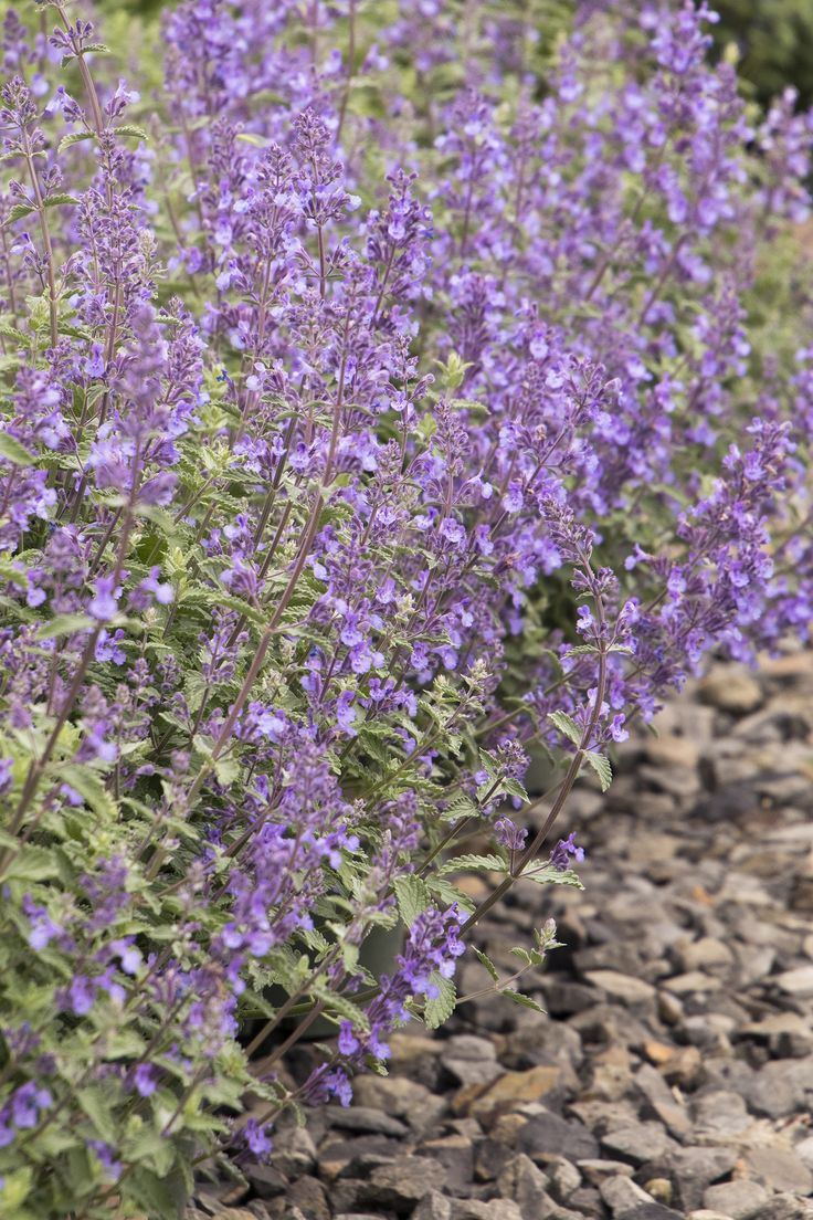 Catmint