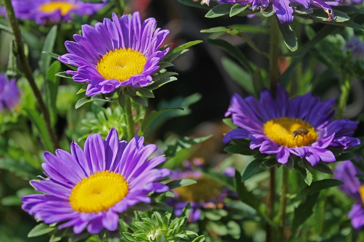 China-Aster